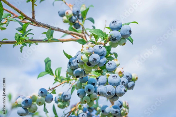Fototapeta Blueberry clusters on a bush against a blue sky