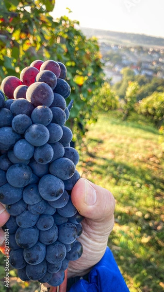 Obraz Weinlese in der Steillage