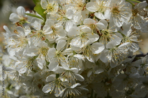 Obraz cerisier en fleurs