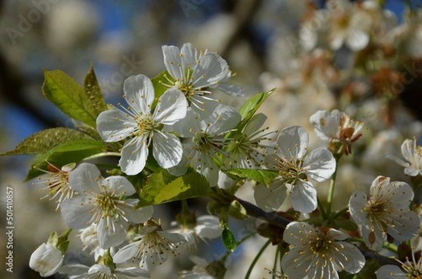 Obraz cerisier en fleurs