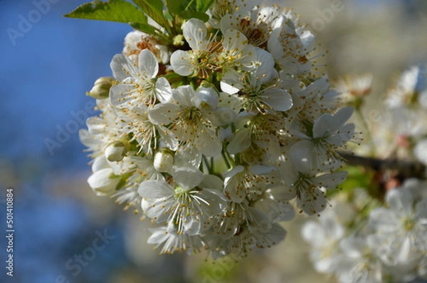Obraz cerisier en fleurs