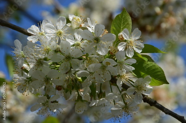Obraz cerisier en fleurs