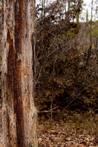 Obraz Old Rough Tree On Trail
