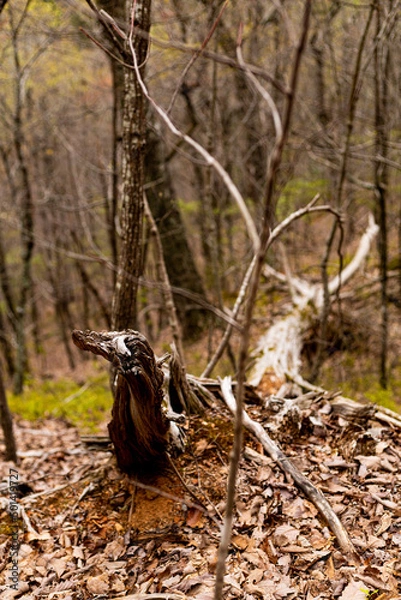 Obraz Fallen Uprooted Tree