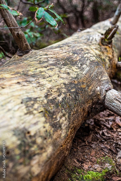 Obraz Weathered Smooth Tree Trunk