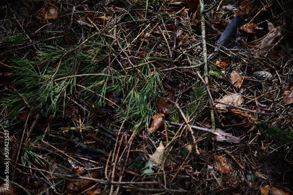 Obraz Wet forest floor with pine needles as a close up