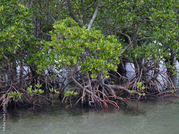 Fototapeta マングローブ