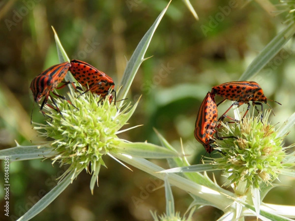 Obraz hemiptera insects, commonly called bedbugs, intense red with black stripes