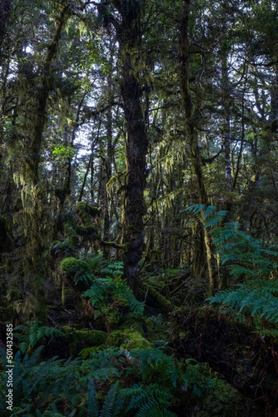 Fototapeta Trees in the forest