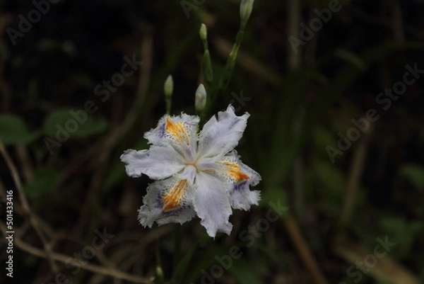 Fototapeta 森に自生する野草、野花