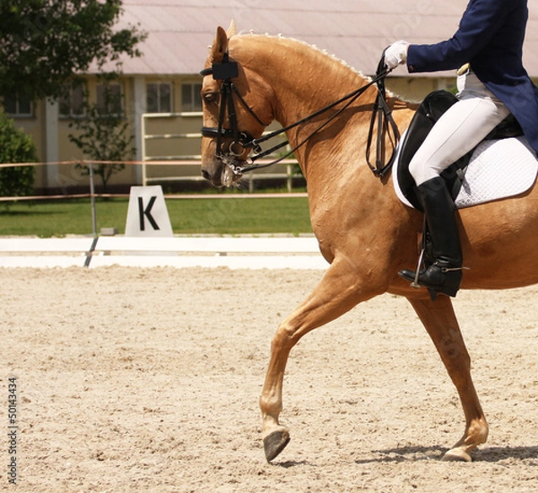 Obraz dressage horse