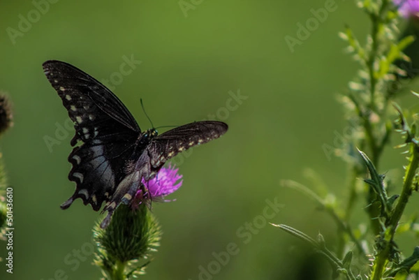 Fototapeta butterfly on flower