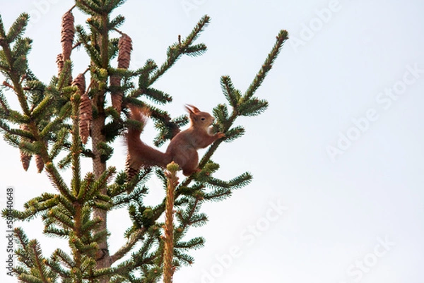 Fototapeta squirrel on a tree