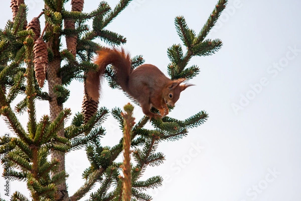 Obraz squirrel eating on a tree