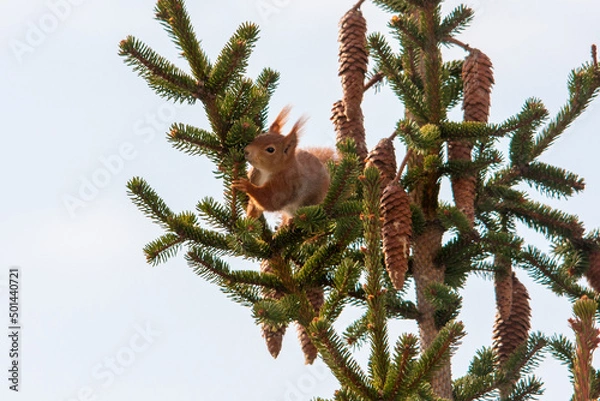 Fototapeta squirrel on a tree
