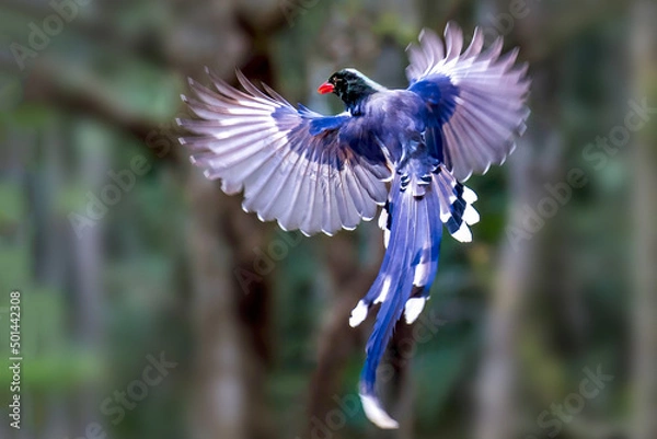Fototapeta Red-billed Blue Magpie bird spreading its wings in the forest