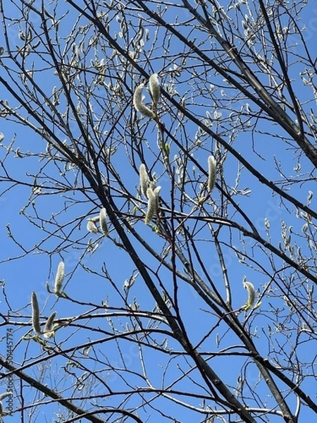 Fototapeta 長野県上高地のエゾヤナギ