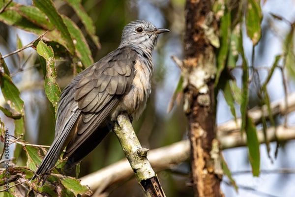 Obraz Brush Cuckoo in Queensland Australia