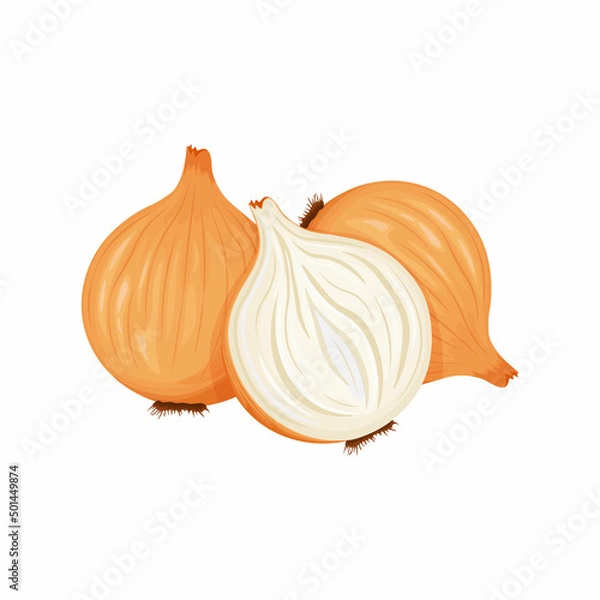 Fototapeta Unpeeled onion head. Vegan, vegetarian food. An ingredient for cooking.Bulbous vegetable.A natural healing remedy. Vector illustration of a bow isolated on a white background