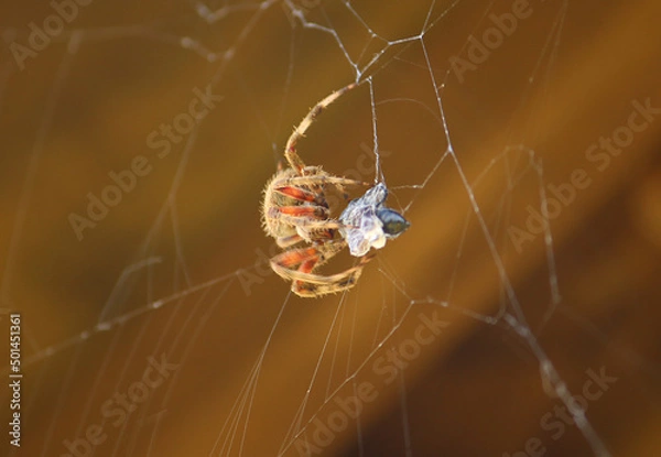 Obraz spider eating prey