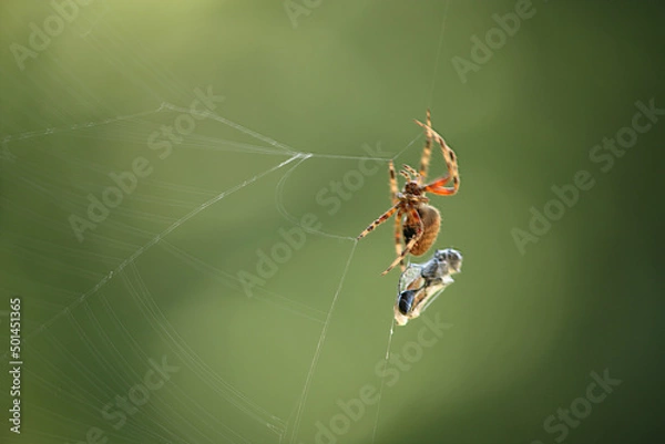 Obraz spider eating prey