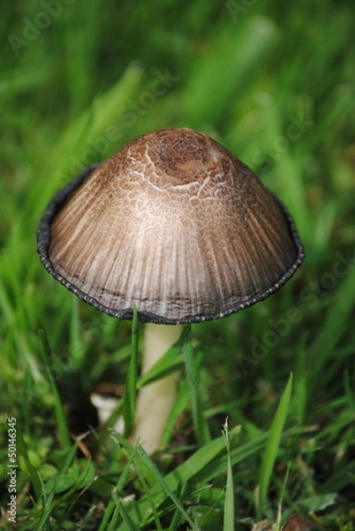 Fototapeta Mushroom