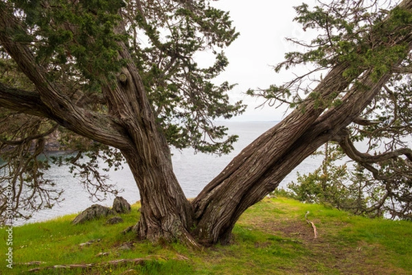 Fototapeta A cedar tree split at the trunk