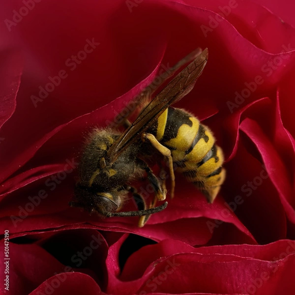 Obraz Wespe auf Rose