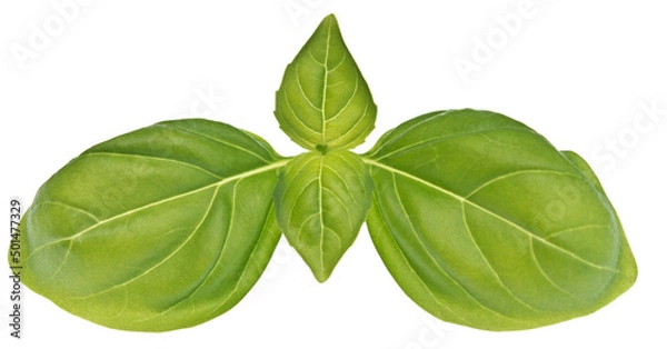 Fototapeta Basil on white