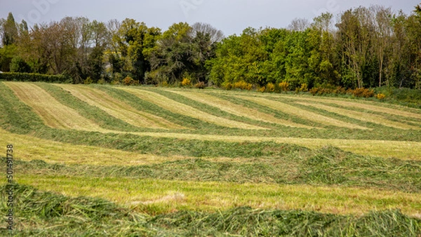 Obraz Grassland after pruning for forage