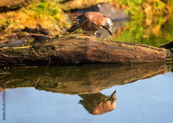 Obraz great crested grebe