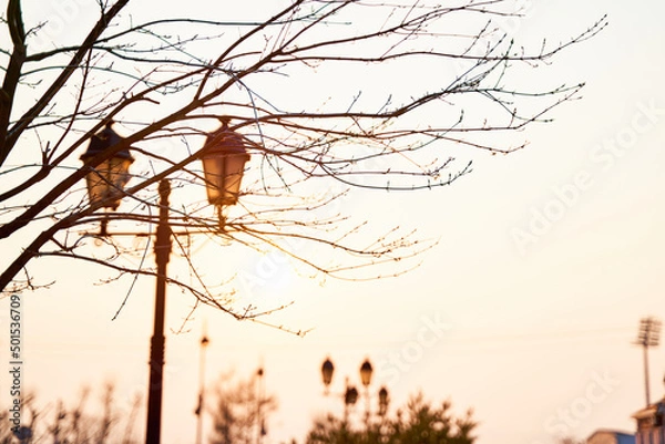 Obraz silhouette of a tree