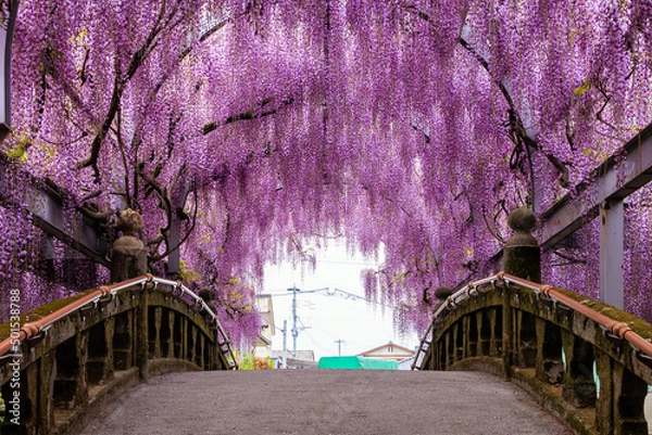 Obraz 中山の大藤
