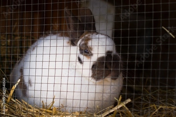 Obraz Rabbit behind bars