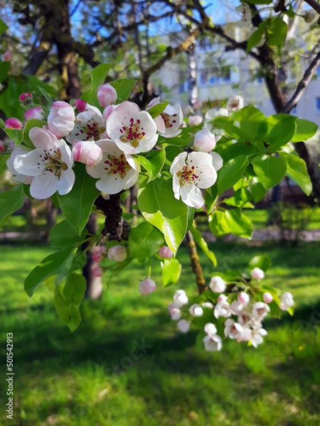 Obraz tree flowers