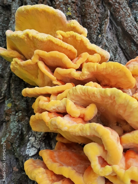 Obraz mushrooms on a tree