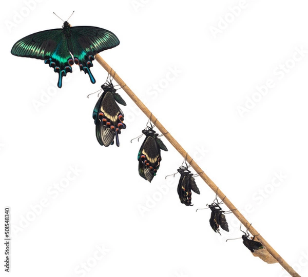 Fototapeta ミヤマカラスアゲハの羽化 春型 オス 白背景 合成写真