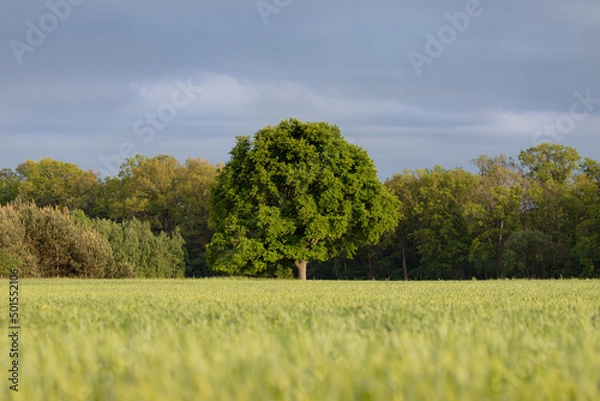 Obraz The mighty sessile oak, cornish oak, durmast oak, quercus petraea, stands on the edge of a farmland. A very large, majestic tree, a natural monument, a tree under protection.