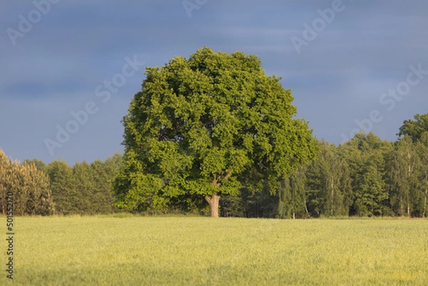 Obraz The mighty sessile oak, cornish oak, durmast oak, quercus petraea, stands on the edge of a farmland. A very large, majestic tree, a natural monument, a tree under protection.