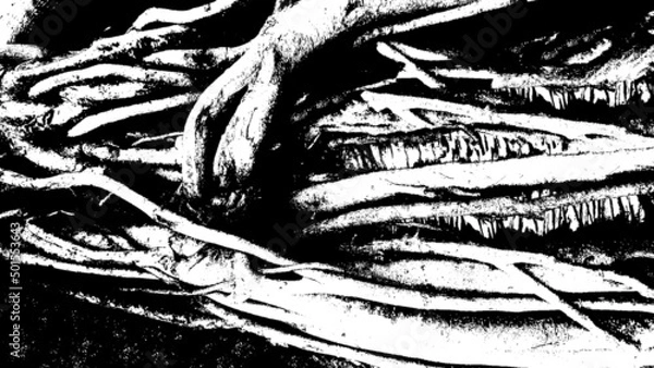 Fototapeta Black and white vector texture of dense thickets. Deep intertwined roots of old trees. Abstract overlay layer used for 3D design