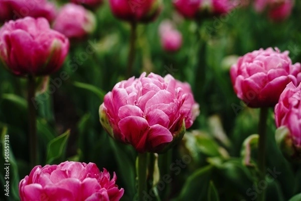 Fototapeta Peony Tulips, close up