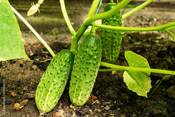 Obraz Cucumber much grows on plant