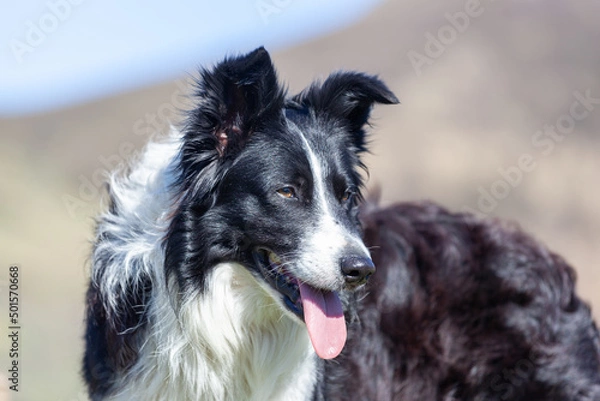 Obraz Portrait of a Border Collie outdoors