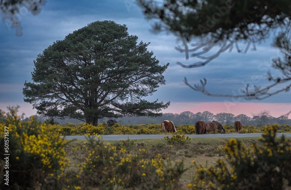 Obraz Lone Tree New Forest