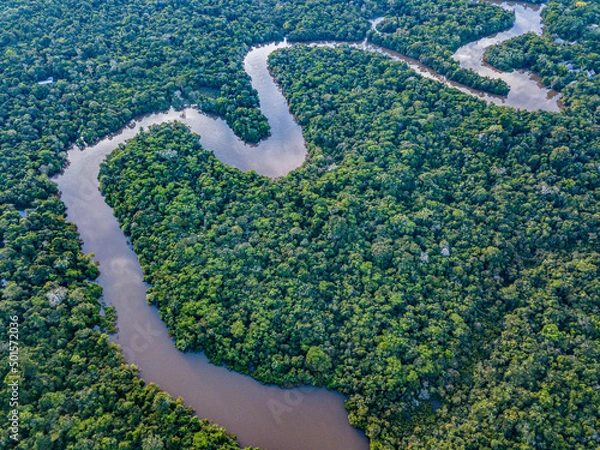 Obraz The Amazon River in the tropical rainforest
