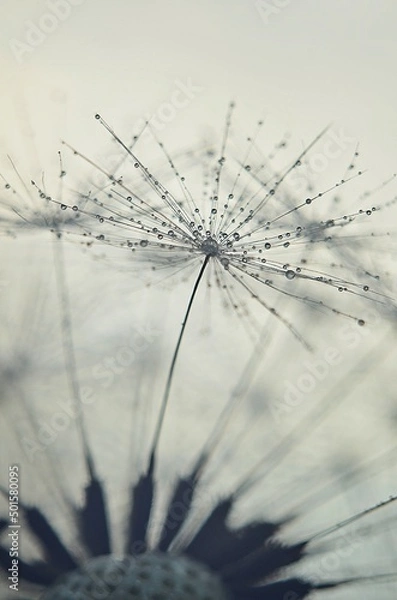 Obraz dandelion seeds