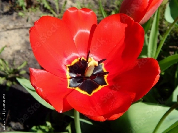 Obraz Red tulip, beautiful flower close up.