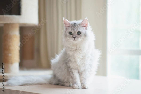 Obraz Cute persian cat sitting on wood table