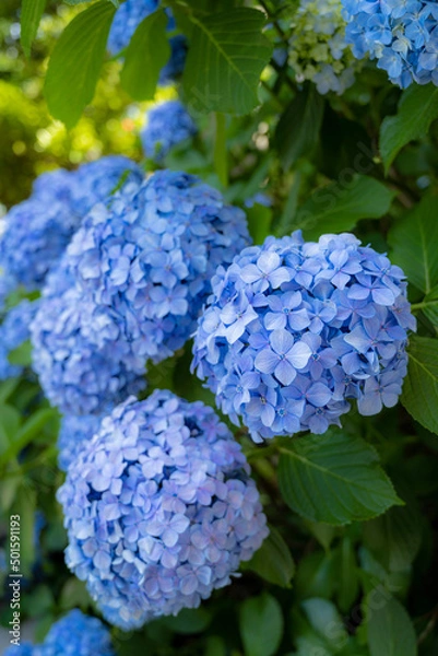 Fototapeta 紫陽花