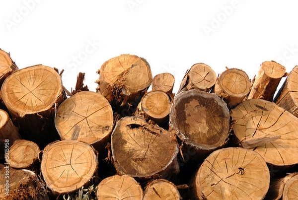 Obraz Wytnij pnie na białym tle